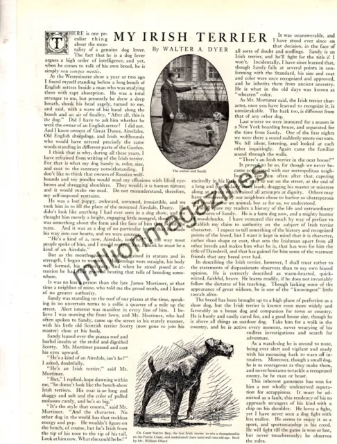 1918 Irish Terrier original article with 4 photos from Country Life - Rare