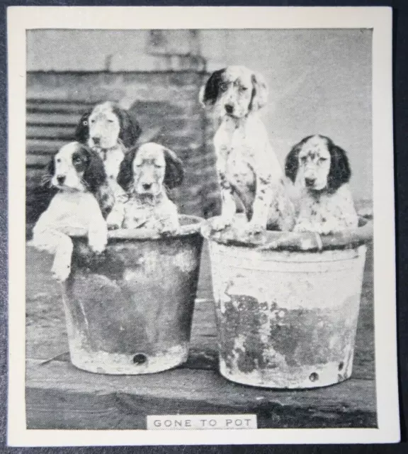 ENGLISH SETTER PUPPIES   In Plant Pots  Vintage 1930's Photo Card  QC20