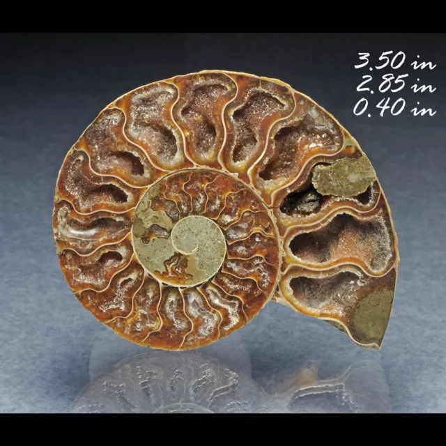 Ammonite Ammolite Madagascar Fossil Spécimen Fossilisé