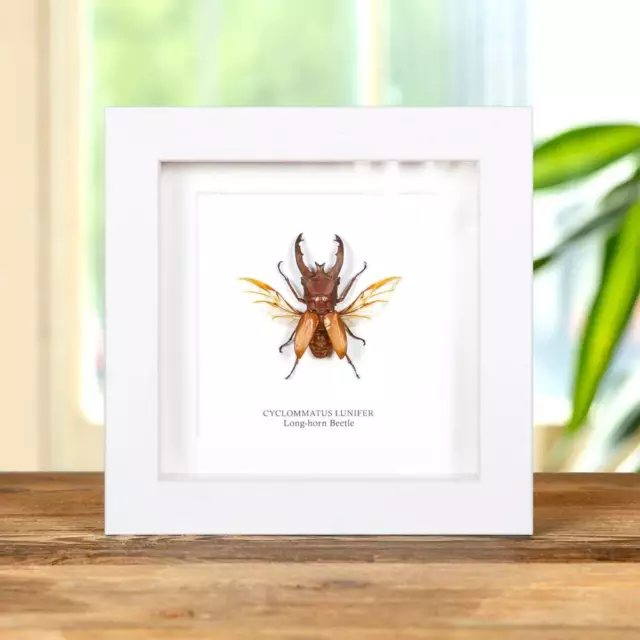 Taxidermy Long-horn Beetle In Box Frame (Cyclommatus lunifer) 2