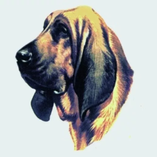 Embroidered Sweatshirt - Bloodhound BT2634  Sizes S - XXL
