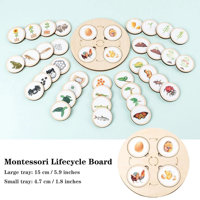 LIFE CYCLE BOARD Wooden Montessori Kit Biology Science Toys Education