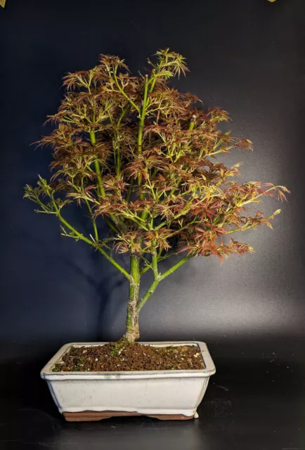 Bonsai, Fächerahorn "Jerre Schwartz", ca. 12 Jahre, Höhe 55 cm