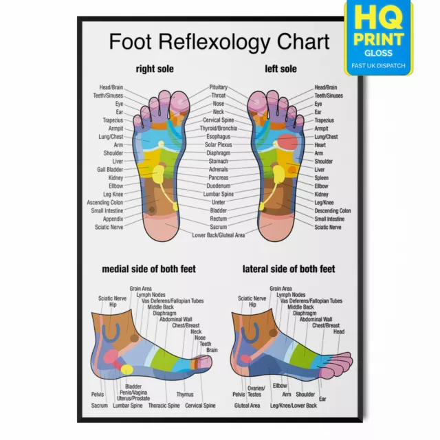 Foot Reflexology Colour Coded Organ Massage Anatomy Chart Poster *Laminate