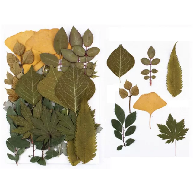 Craft resin accessory Artificial Decorations Dried Pressed Leaves dried flowers