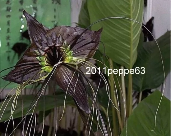 10 Semi Rari Pianta Fiore Orchidea Nera Tacca Seeds Orchids + Istruzione Semina