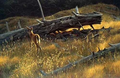 Robert Bateman Golden Light Blacktailed Fawn
