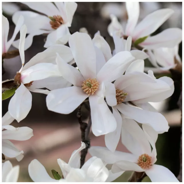 Magnolia 'Kobus' in 1L Pot 3-4ft Tall, Beautiful Fragrant White Flowers