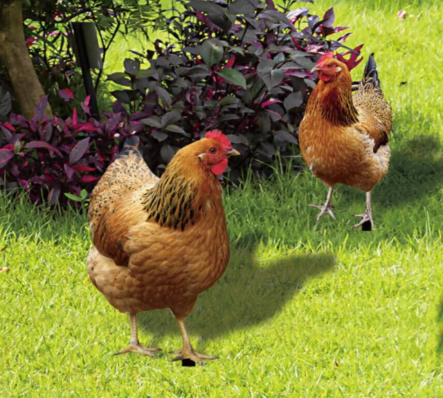 2 lawn decoration chicken garden decoration outdoor deco outdoor stakes animal 2