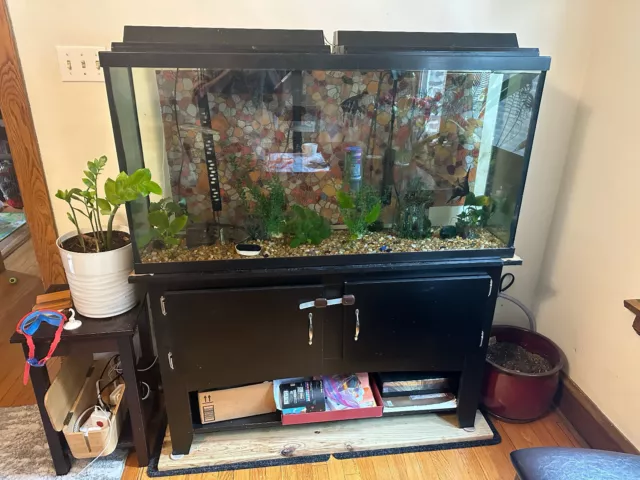 60 Gallon aquarium with fish