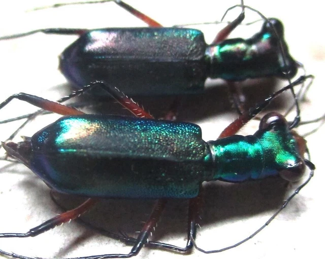 J007 SL : QZ : Cicindelidae: Heptodonta melanopyga 2pcs. males 12mm/14mm******