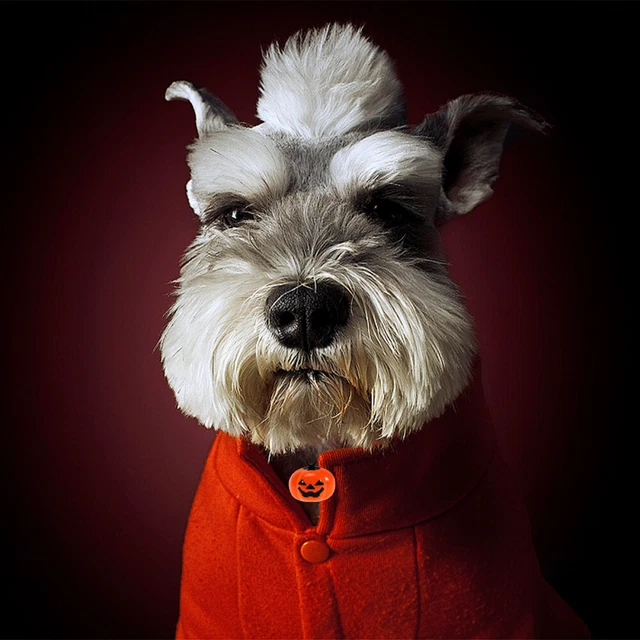5 piezas collar creativo campana para hacer joyas accesorios para cachorro