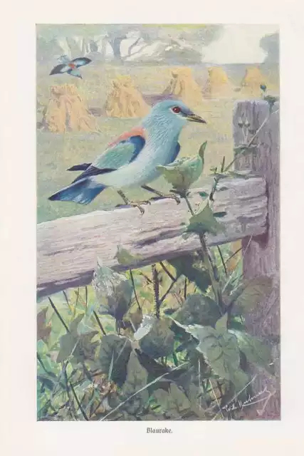 Blauracke Coracias garrulus  Racken Farbdruck von 1911  Wilhelm Kuhnert