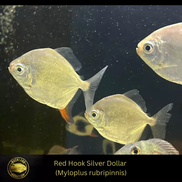 Red Hook Silver Dollar - Myloplus rubripinnis - Live Fish (2"-2.25")