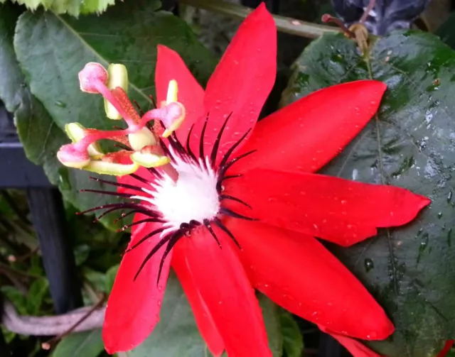 Passiflora coccinea | Red Passion Flower | 5_Seeds 3