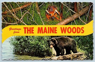 Postcard ME Banner Dual View Greetings From The Maine Woods Vintage O16