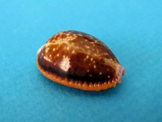 Cypraea Helvola Helvola 28,7 mm Gem Madagascar " Superbe spécimen "