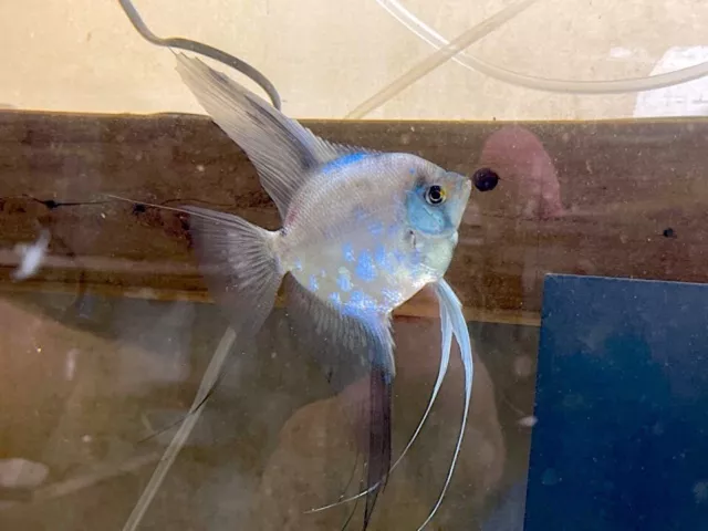 3+1 FREE German Blue Blushing Paraiba Angelfish