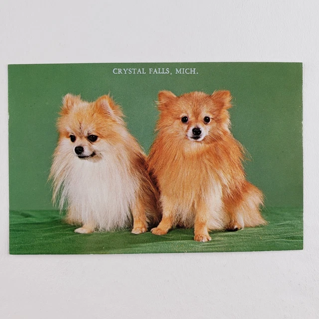 Pomeranian Dogs Crystal Falls Postcard 1970s Michigan Spitz Vintage Pets MI A969 2