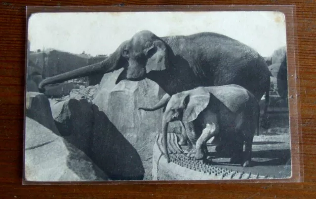 Cpa Fancy Vinnes Wood Zoological Park Elephant Of Asia & Africa
