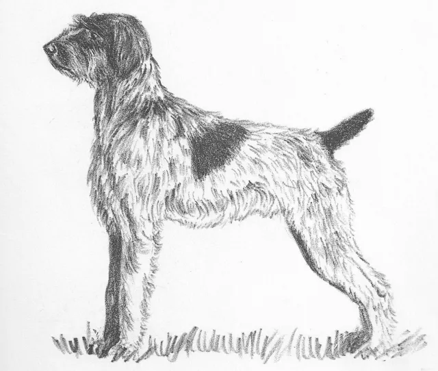German Wirehaired Pointer - CUSTOM MATTED - 1962 Vintage Dog Art Print - Cook