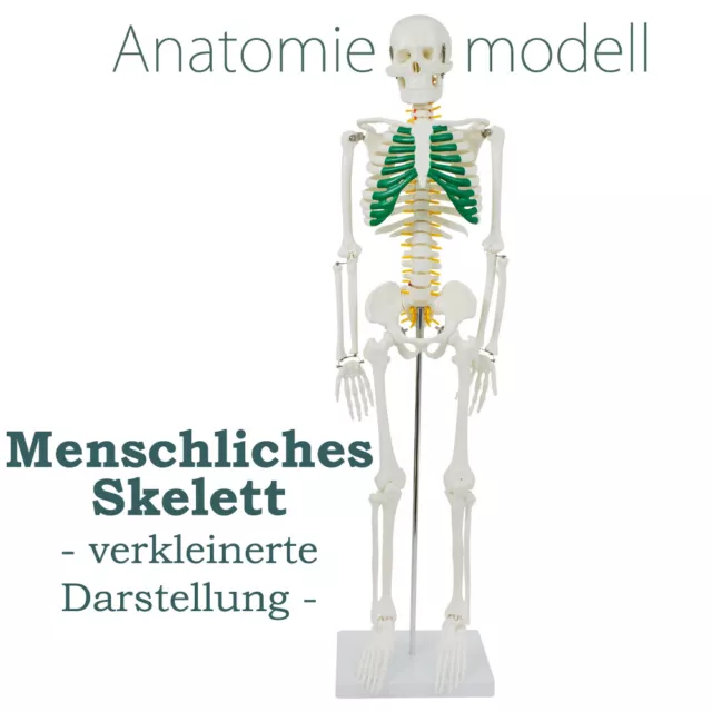 Anatomie Modell Skelett Spinalnerven Menschliches Skelett 87 cm klein medmod