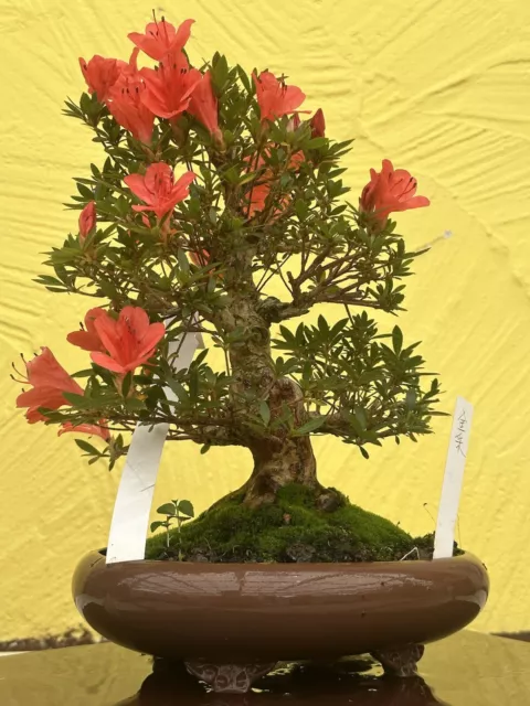 Joe  Bonsai SHOHIN  "Kinsai" Rarität Jap.Satsuki  Azalee braune Tokoname Schale