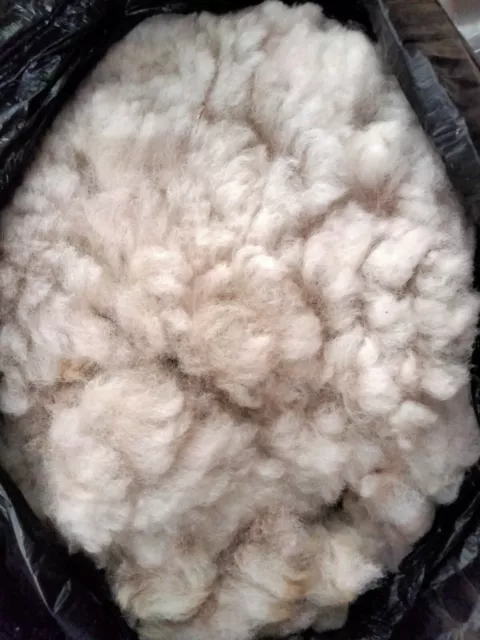 Alpaca Fleece - Wool - White - Saddle Quality Only - 400 grams