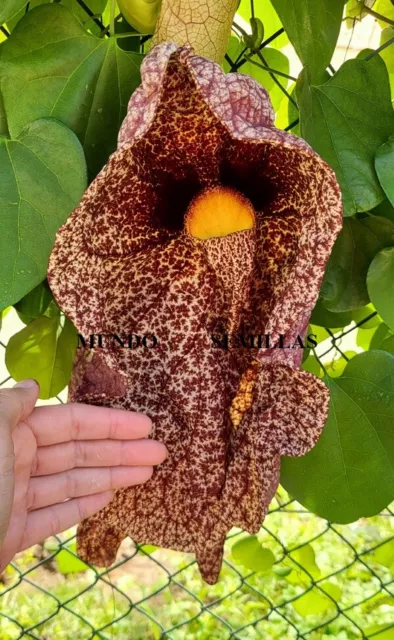 Aristolochia de Flor Gigante  - enredadera trepadora - semillas 2