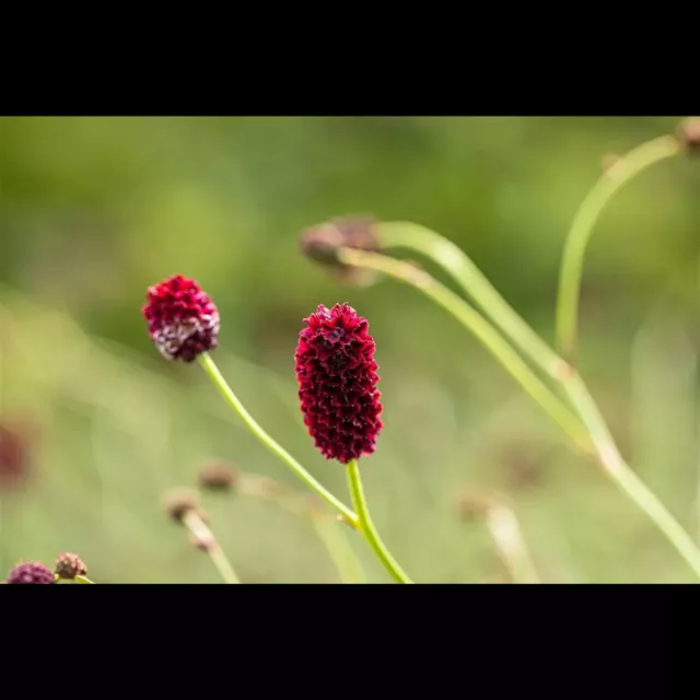 Sanguisorba officinalis 'Pink Tanna' - Garten-Wiesenknopf 'Pink Tanna' - 11cm…