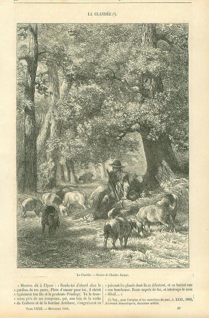 La Glandée Cochon Porc Acorn Hog Charles Jacque /Barbizon GRAVURE OLD PRINT 1864