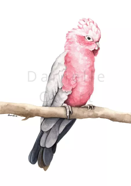 Watercolour Galah Print - Australian bird prints nursery artwork