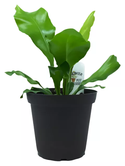 FlowerPotNursery Japanese Birds Nest Fern Asplenium sp. 4" Pot 2