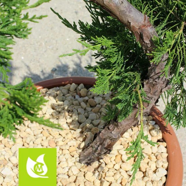 Taunus Quarz Kies, gelb, für Garten oder Dekoration