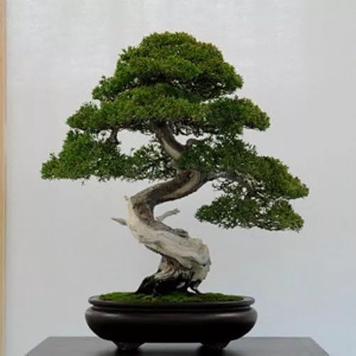 40 x gewöhnliche Wacholderbaumsamen. Baumsamen, die für Bonsai verwendet werden können...