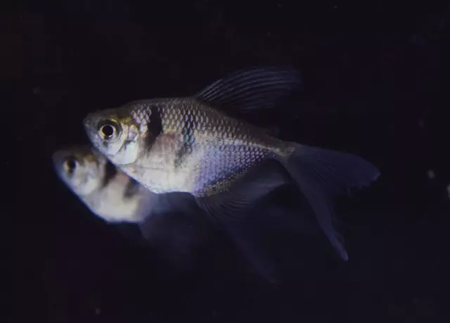 5 Beautiful BLACK SKIRT HIFIN TETRA moss java shrimp guppy