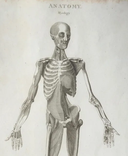 Anatomie Kupferstich um 1800 - Myologie/Muskeln