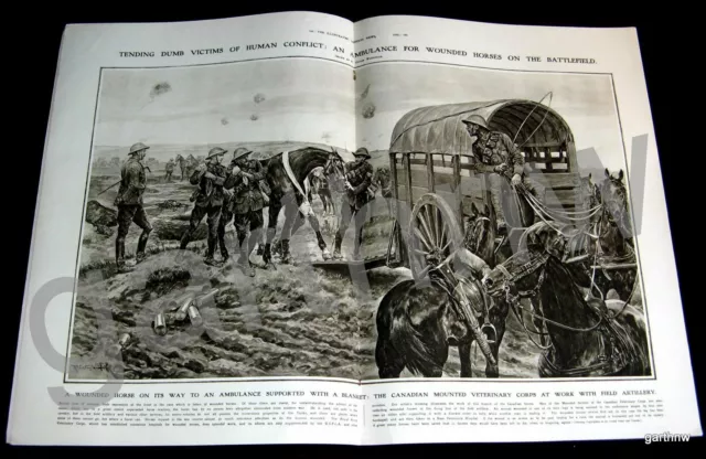 Wounded War Horse Ambulance Art 1916 World War I + Somme Battle Photos