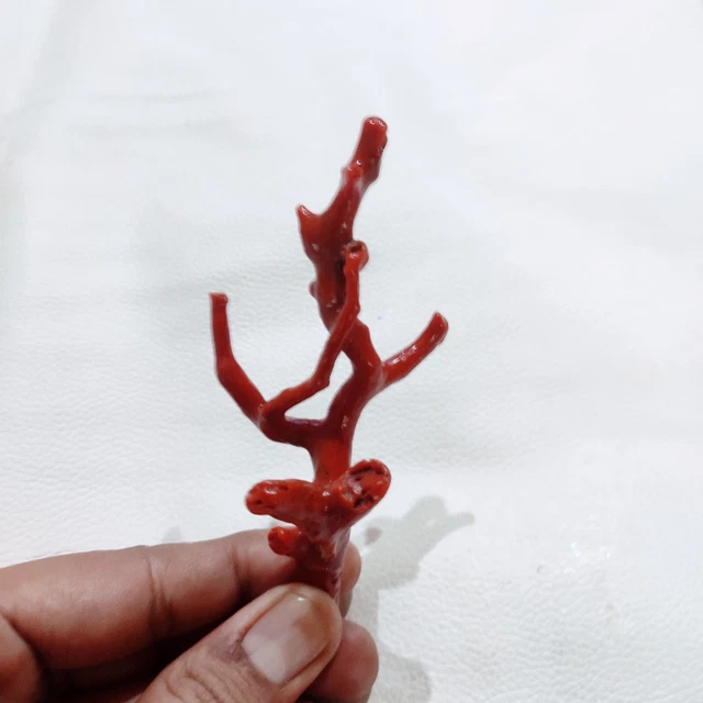 Branche De Corail Rouge Naturel Italien Poli - 7 Carats - Pierre Précieuse Umaiza Gems