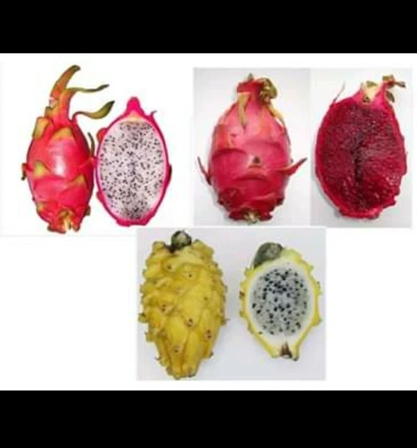 Semi Cactus Frutto Commestibile Semi Di Pitaya (Dragon Fruit - Foto 6