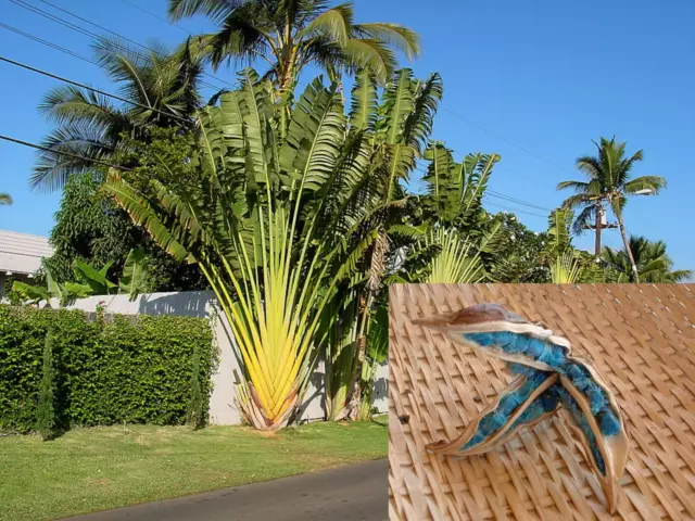 Ravenala Madagascariensis * Palma del viajero * Ave del paraíso de...