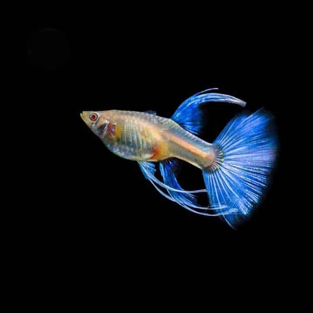 Live Albino Blue Topaz Fin C Pair (1male, 1female)