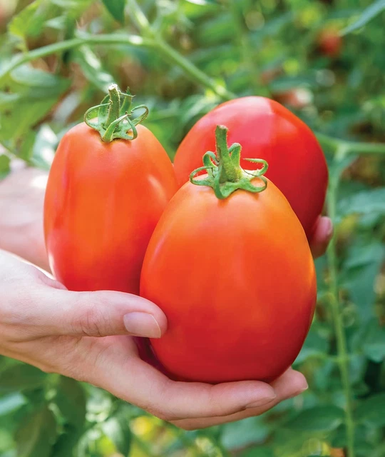 Gladiator 25 Non-GMO Seeds Hybrid Red Slicing & Paste Delicious Roma