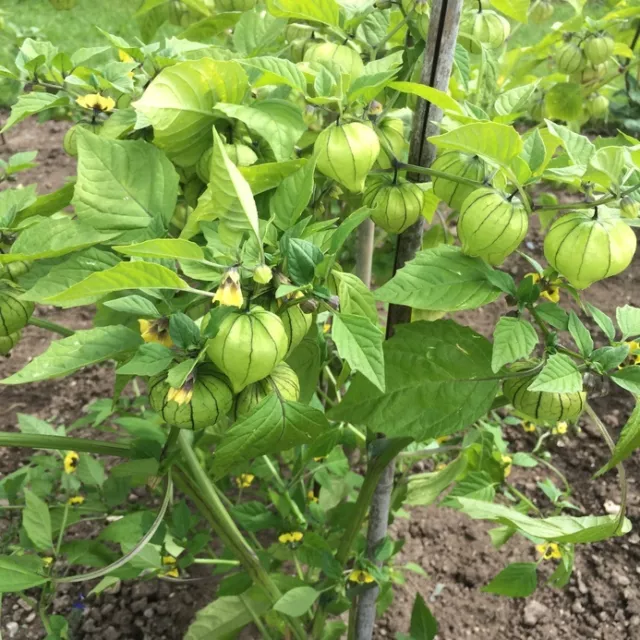 SAMEN die leckeren Andenbeeren müssen Sie einfach in Ihrem Garten haben !