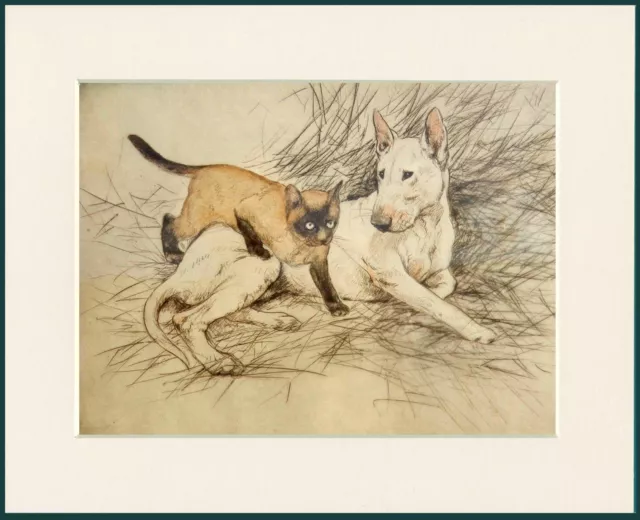 English Bull Terrier And Siamese Cat Lovely Dog Print Mounted Ready To Frame