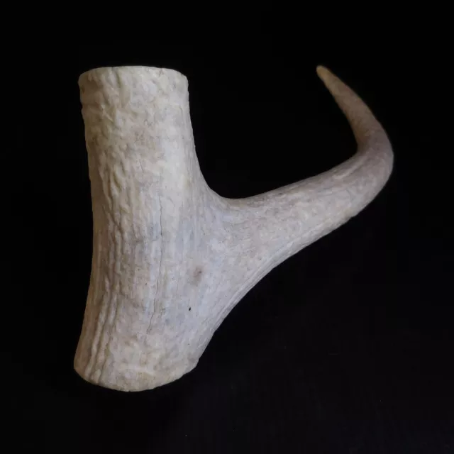 N9014 Animal Horn Mountain Ouquetin Chamois Goat Home Decor Mediterranean