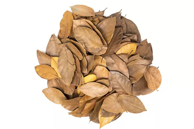 Leaves Aquarium Leaf Jack Dried Shrimp Fish Jackfruit Betta Fruit Organic  Natur