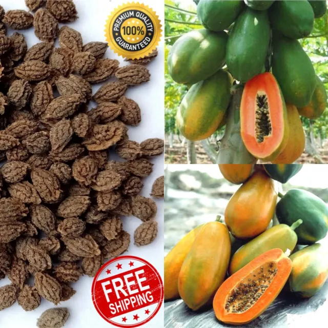Red Dwarf Papaya 2000+ Seeds Delicious Carica Lady Rare Fresh Tropical Plants