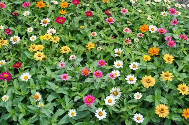 Zinnia - Molino Mix 400+ Seeds. Instructions Included x