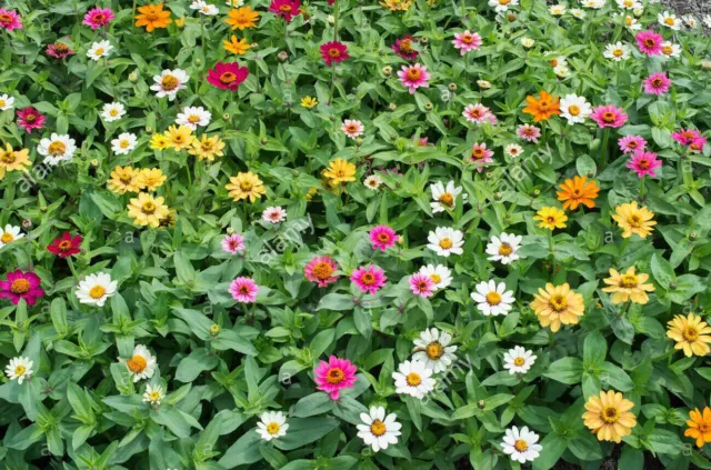 Zinnia - Molino Mix 450+ Seeds. Instructions Included x